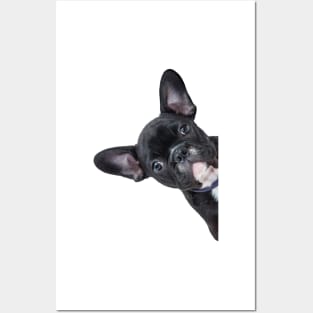 French Bulldog Peekaboo Posters and Art